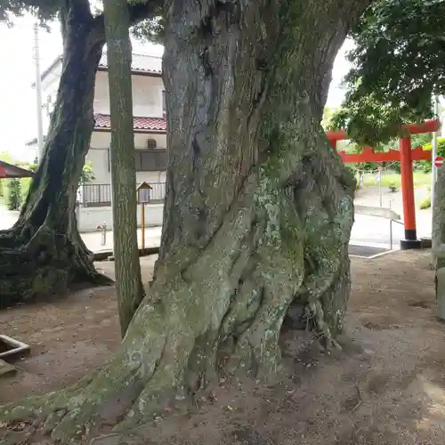 道路衢神の自然