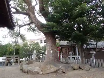 常世岐姫神社の自然