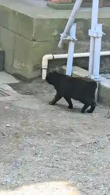 王子稲荷神社の動物