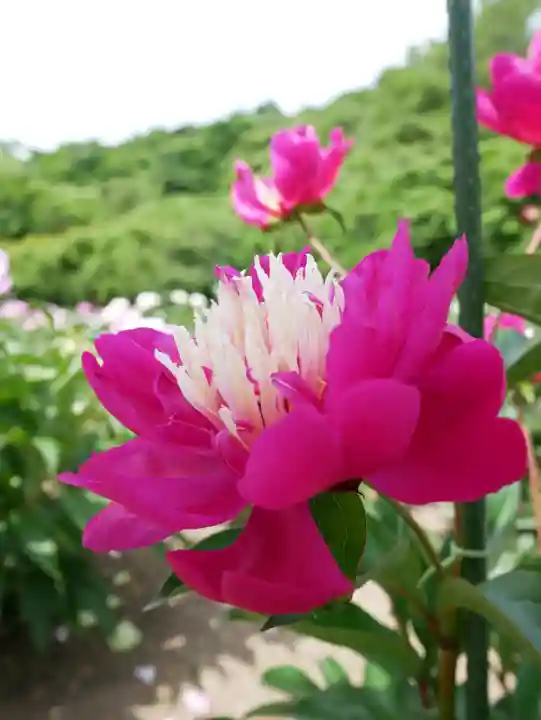 金蛇水神社(宮城県)