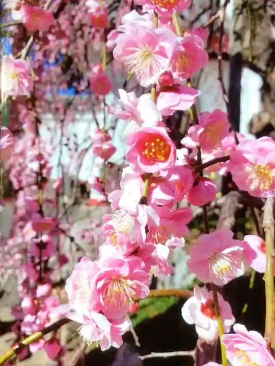 成願寺(東京都)