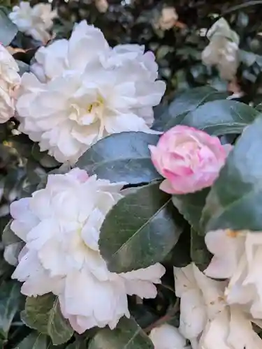 阿佐ヶ谷神明宮(東京都)