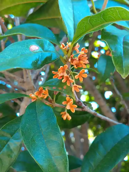 阿智神社の自然