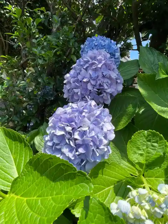 大久保山 自性院(神奈川県)