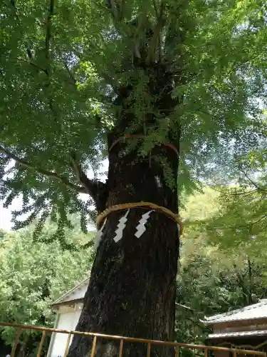 春日部八幡神社の自然