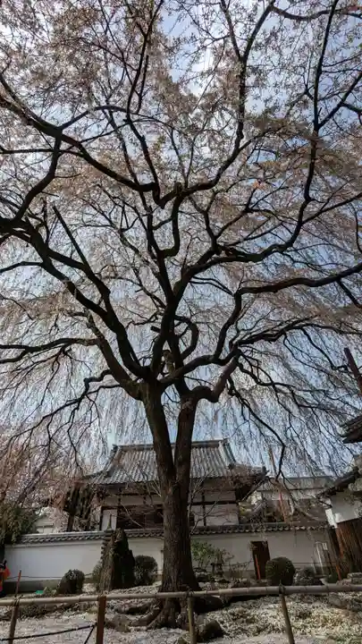 本満寺(本願満足寺)の自然