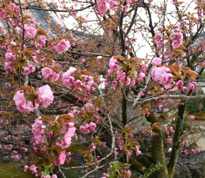 上品蓮台寺の自然