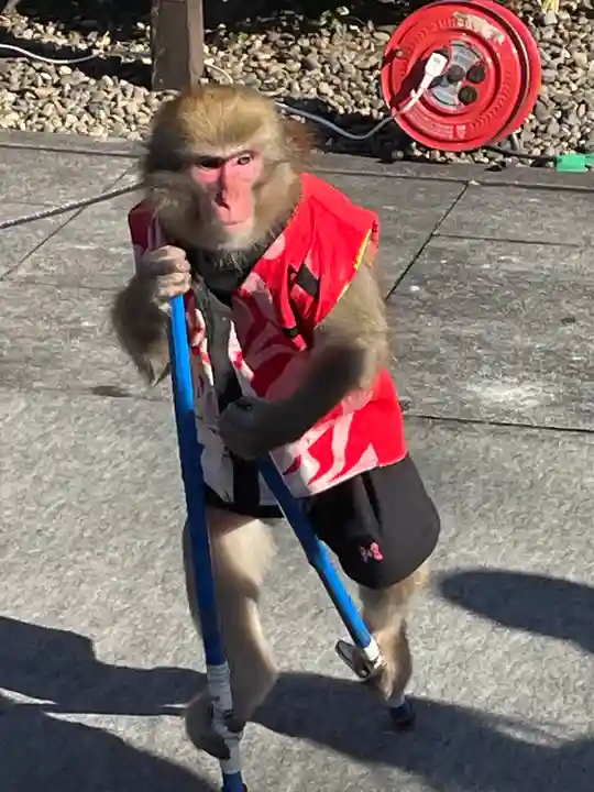 櫻木神社の動物