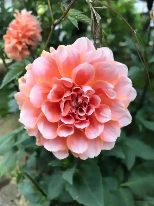 岡寺(龍蓋寺)の自然