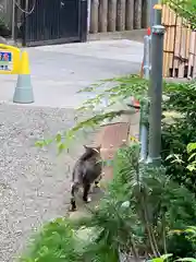 白山神社の動物