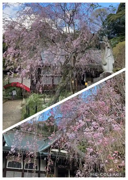 本土寺(千葉県)