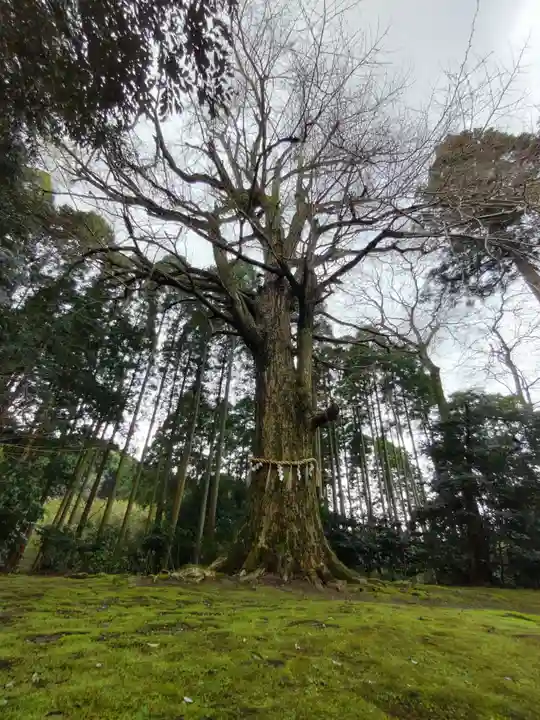 國吉神社の自然
