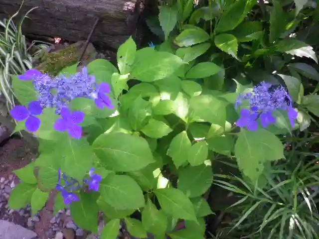 御霊神社の自然