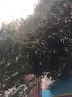 櫻田神社(東京都)