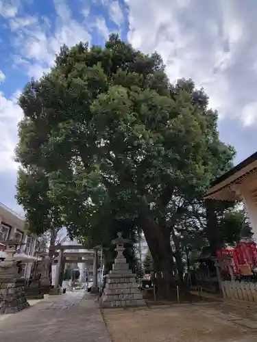 諏訪神社の自然