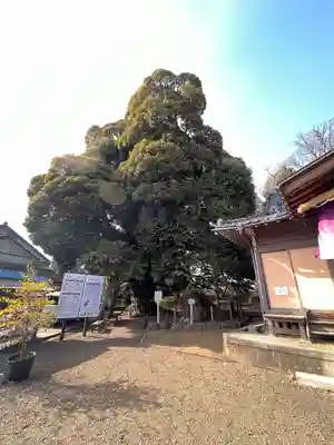 九重神社(埼玉県)