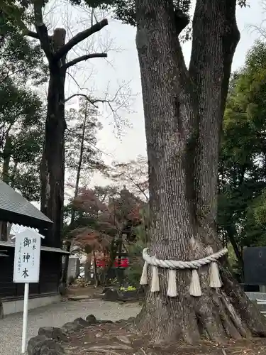 玉村八幡宮(群馬県)