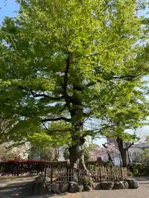 玉蔵院(埼玉県)