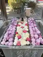 柳谷観音 楊谷寺の手水舎