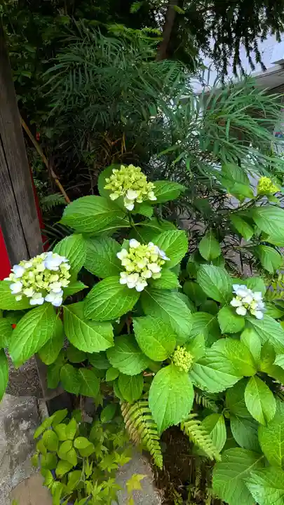 五十稲荷神社(栄寿稲荷神社)の自然