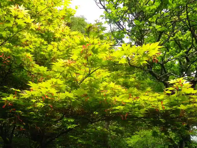 浄光明寺の自然