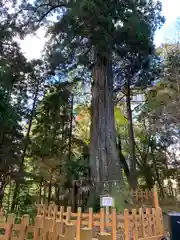 須山浅間神社の自然