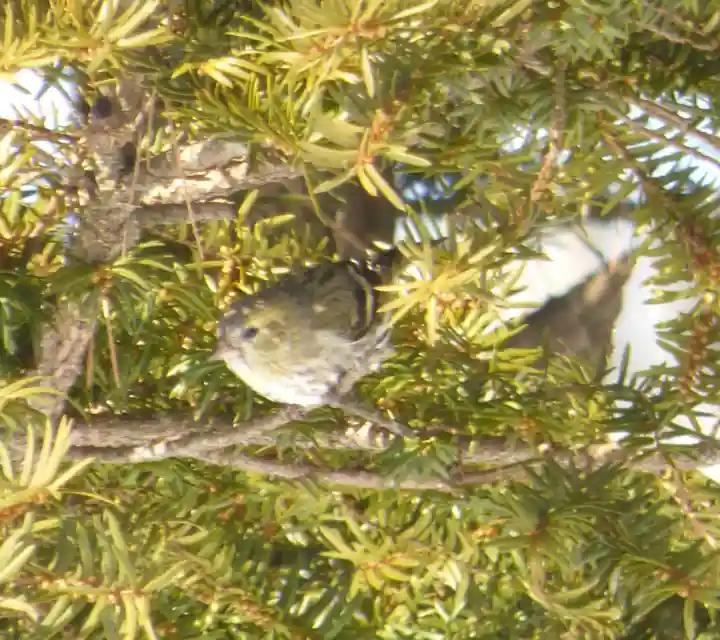 留辺蘂神社の動物