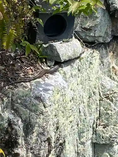 りゅうごん様(岡山県)