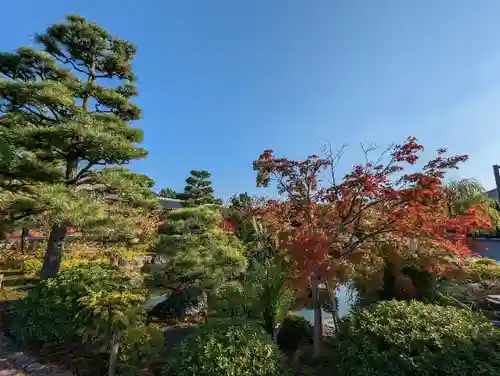 蓮華王院（三十三間堂）の自然