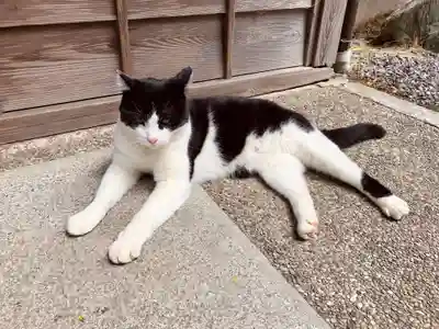 荒木神社の動物
