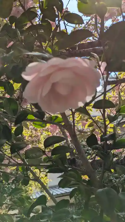 和光寺(大阪府)