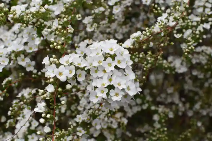 本願寺長浜別院の自然