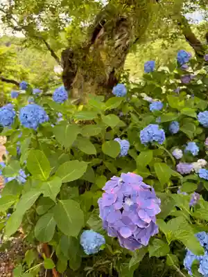 矢田寺(奈良県)