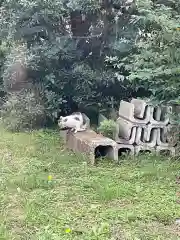 大智院（清水寺大智院）の動物