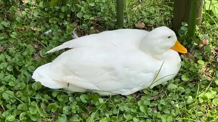 平塚八幡宮(神奈川県)