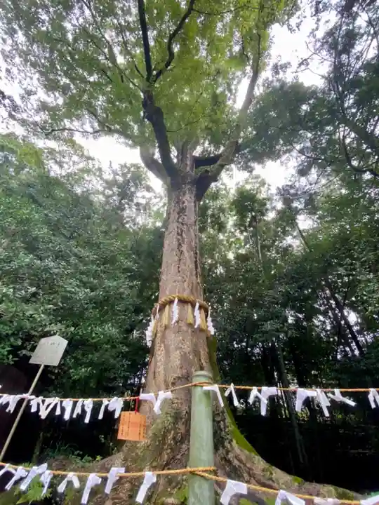 宇治上神社の自然
