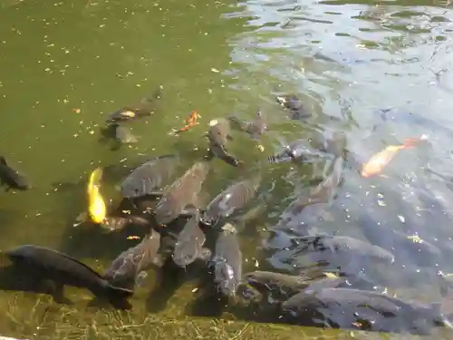 白山神社（二子町）の動物