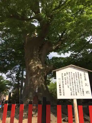 曽根神社の自然