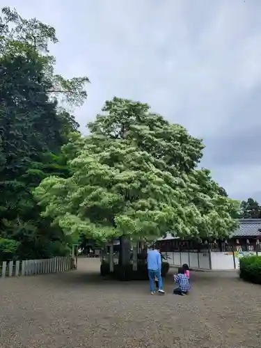 沙沙貴神社(滋賀県)