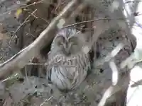 文京台神社の動物