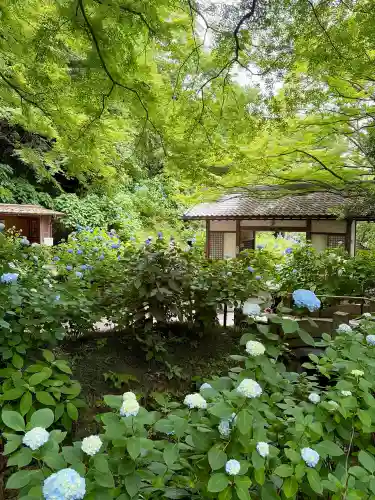 明月院(神奈川県)