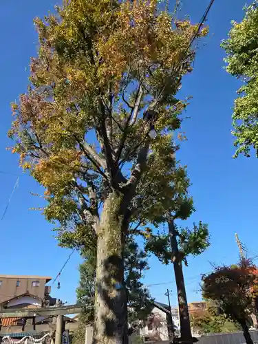 坂戸御嶽神社(神奈川県)