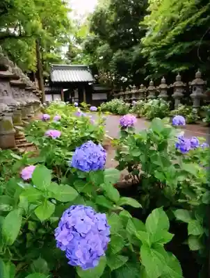 妙法寺(東京都)