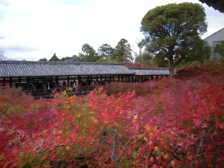 東福禅寺(東福寺)の自然