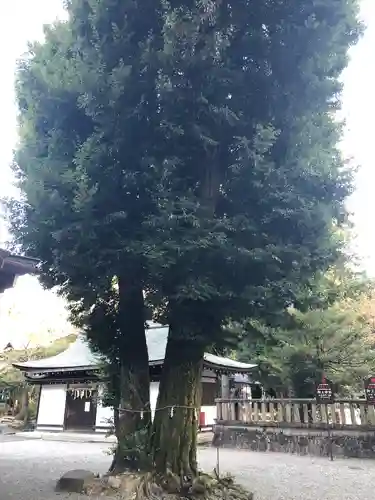 御上神社の自然
