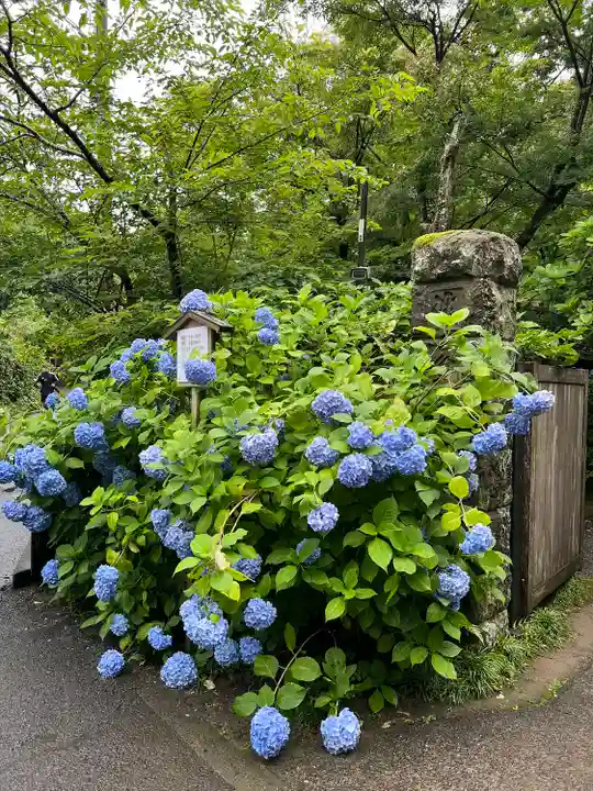 明月院(神奈川県)