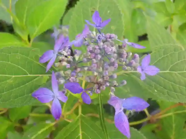光則寺(神奈川県)