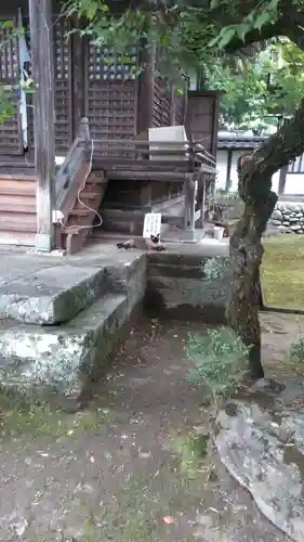 岳林寺の動物
