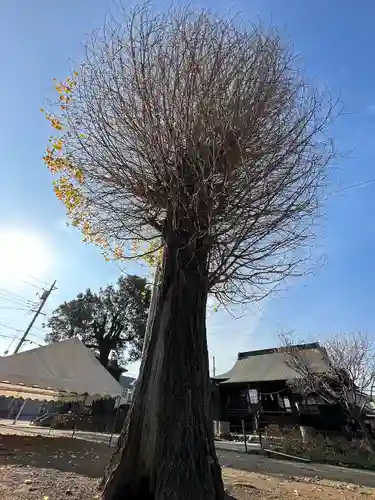 日吉八王子神社の自然