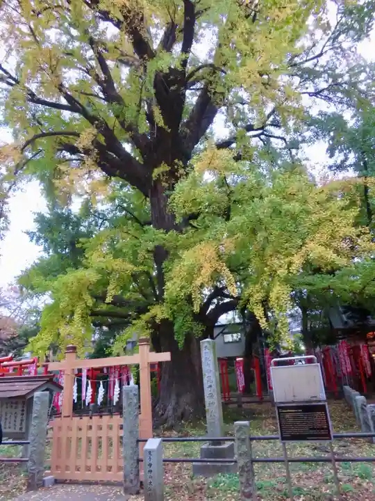 鬼子母神堂 (法明寺)の自然